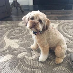Meet your Posher, Patty